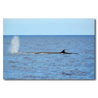  Whalewatching-Fahrten (hier ein Brydewal) 