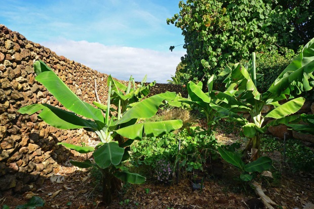 Garten mit Bananenstauden