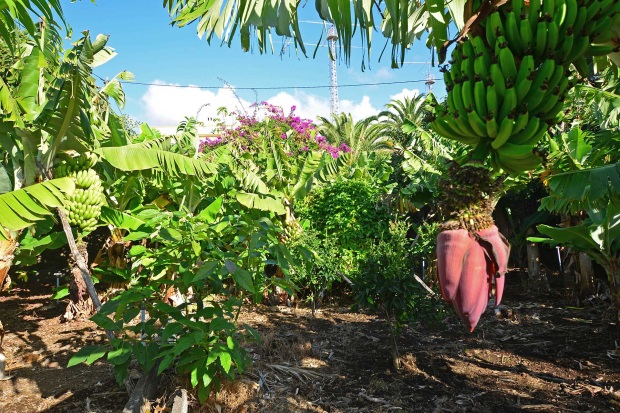 Nutzgarten, kologischer Bananenanbau