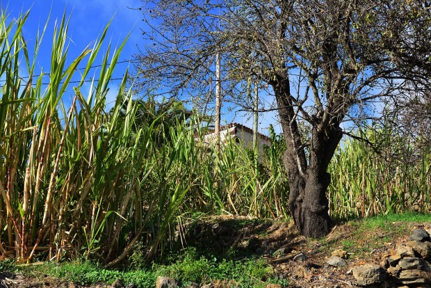 Zuckerrohranbau im Garten