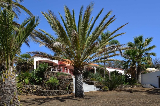 Garten, alter Baum- und Palmenbestand