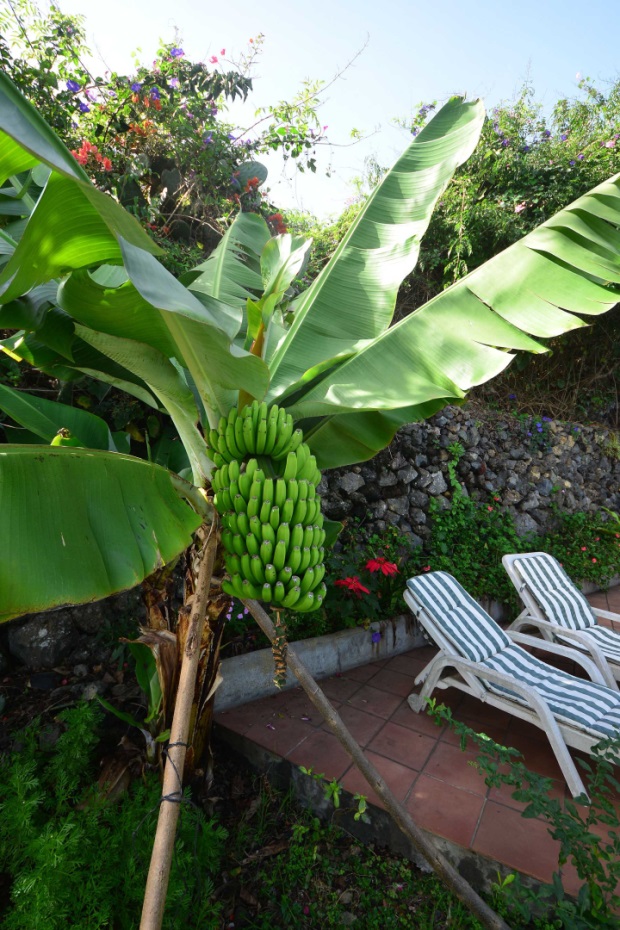 Das milde Klima lässt auch Bananen reifen