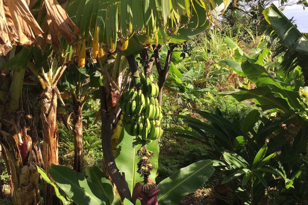 Durch das warne Klima in dieser Region reifen auch Bananen sehr gut
