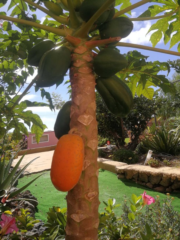 Reife Papaya