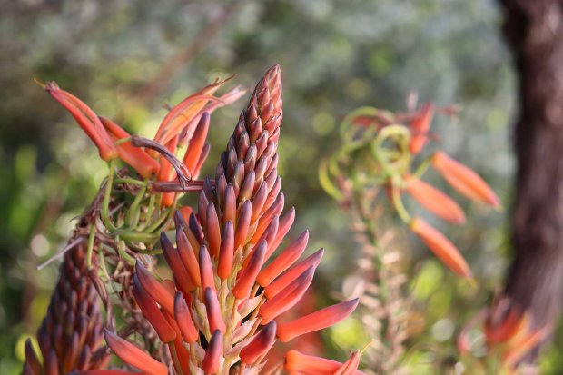 Aloe in Blüte