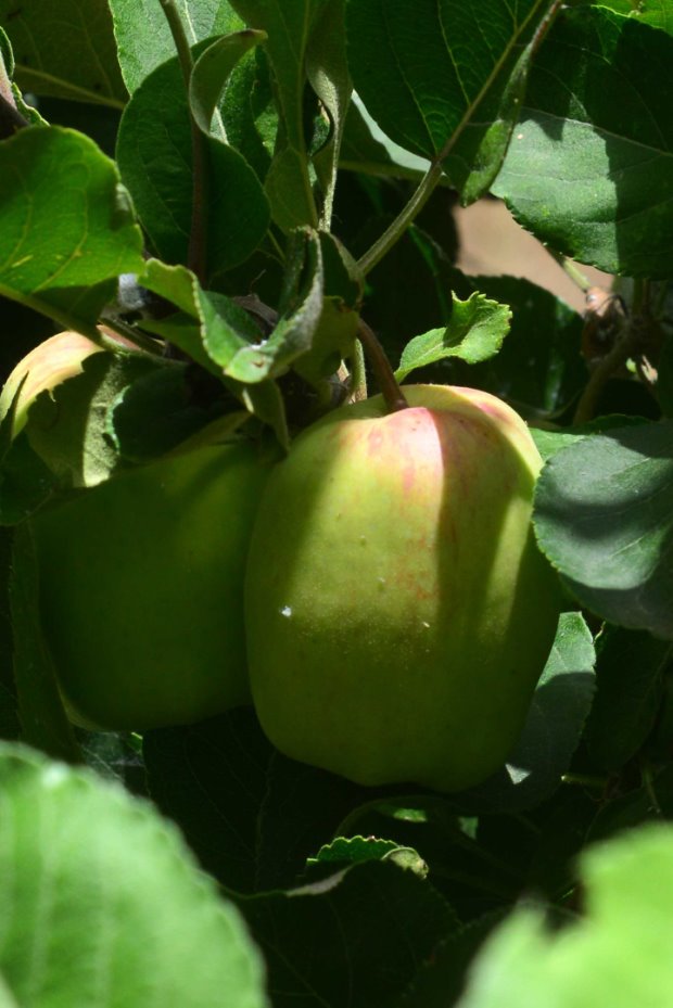 Apfelbaum, fast ganzjährig frische Äpfel