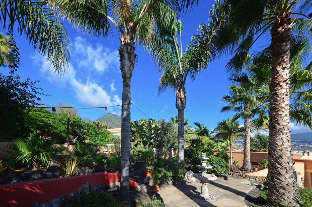 Schön eingewachsener Garten mit großem Palmenbestand