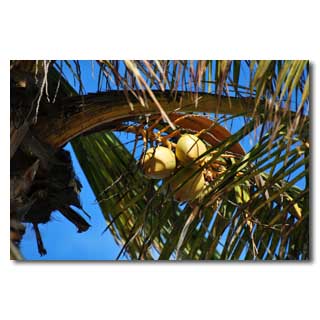 Des milde Klima läßt auch Kokosnüsse reifen