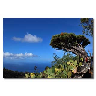 Der alte Drachenbaum von Puntagorda …