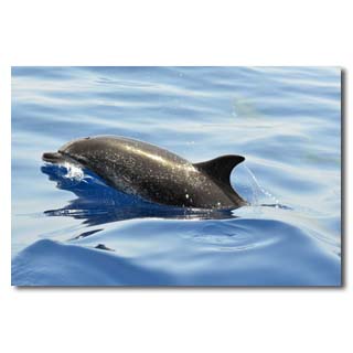 … und Begegnungen mit Delphinen (hier ein Zügeldelphin) …