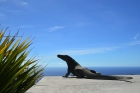 Auch der Komodovaran geniet den Meerblick