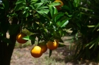 Fast ganzjährig frische Orangen