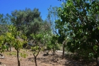 Frucht- und teils schon sehr große Olivenbäume