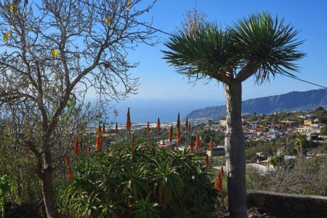 Schön angelegter Garten