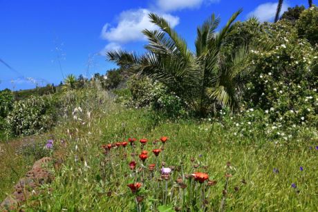 Teilweise mit Plamen, Zypressen, Oliven und Obstbäumen bepflanzt