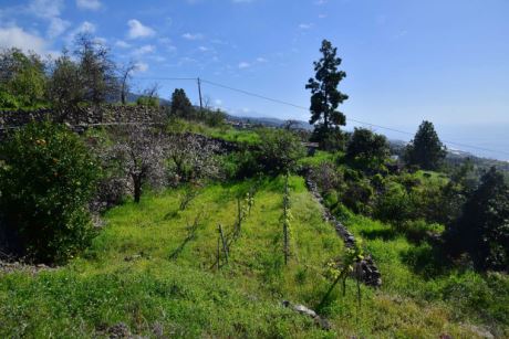 Wein- und Obstterrasse