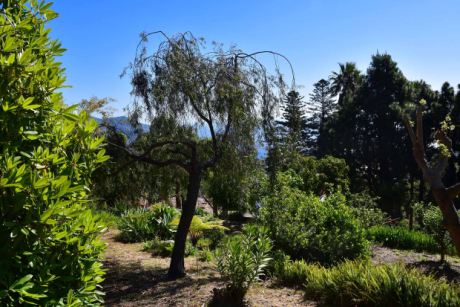 Gut eingwachsener Garten