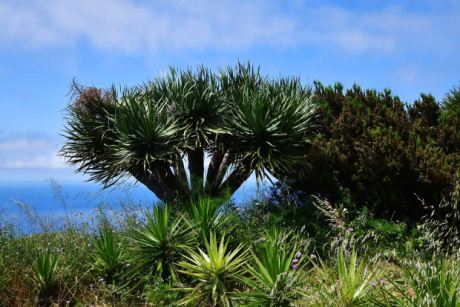 Drachenbäume, Yuccas, Baumheide und Atlantik