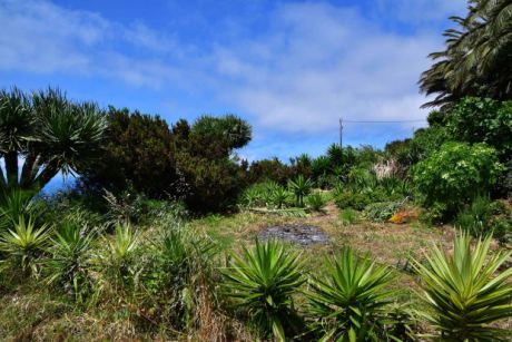 Drachenbäume, Yuccas, Baumheide und Atlantik
