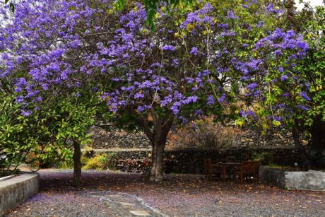 Vorplatz mit sehr schönem Baumbestand, Jacaranda