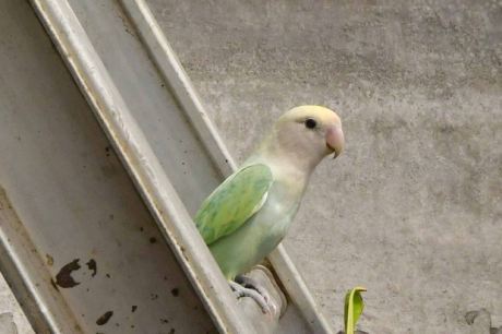 Vogelvoliere