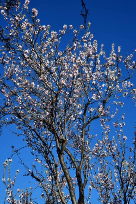 Traumhafte Mandelblüte