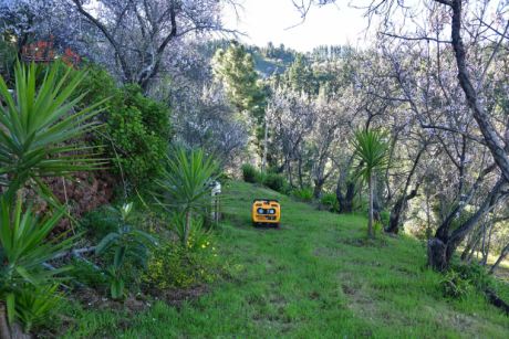 Bei solcher Blütenpracht ist sogar ein Generator schön