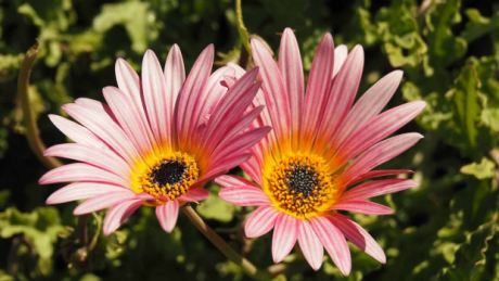 Schön angelegter Garten