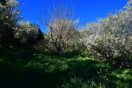 Obst- und Mandelbäume