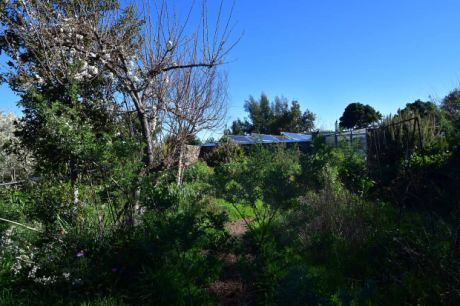 Obst- und Mandelbäume