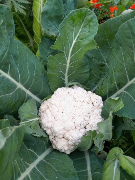 Reiche Ernte für Selbstversorger