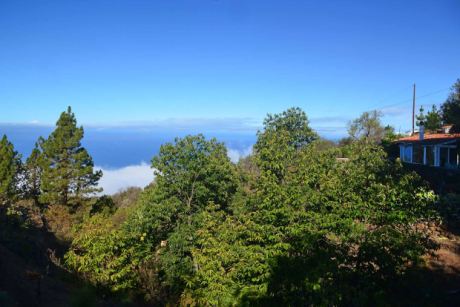 Schön eingewachsener Garten