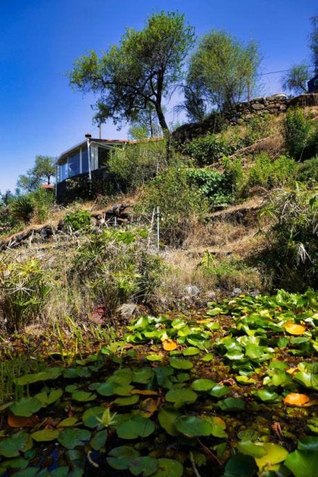 Gartenteich mit Seerosen