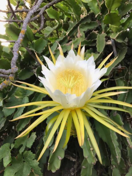 Leckere Drachenfrucht (Patahaya)