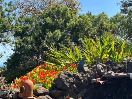 Gartenidyll mit Drachenbäumen und Atlantik