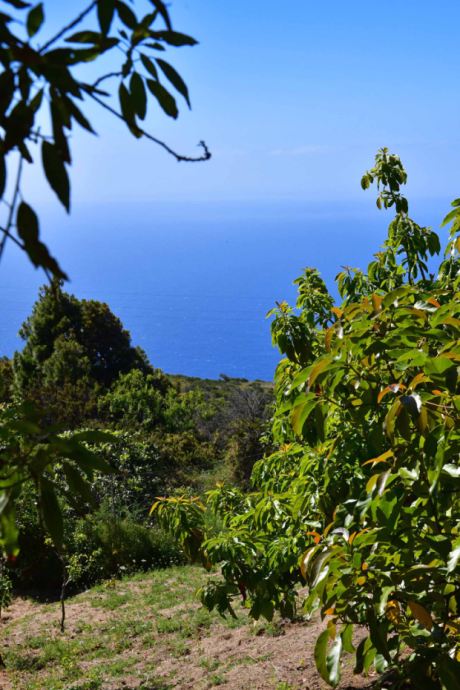 Avocadobäume mit fantastischem Meerblick
