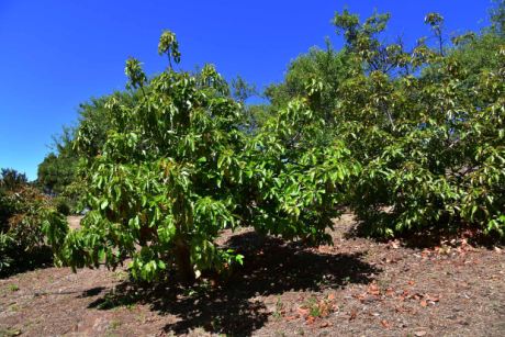 Avocadobäume